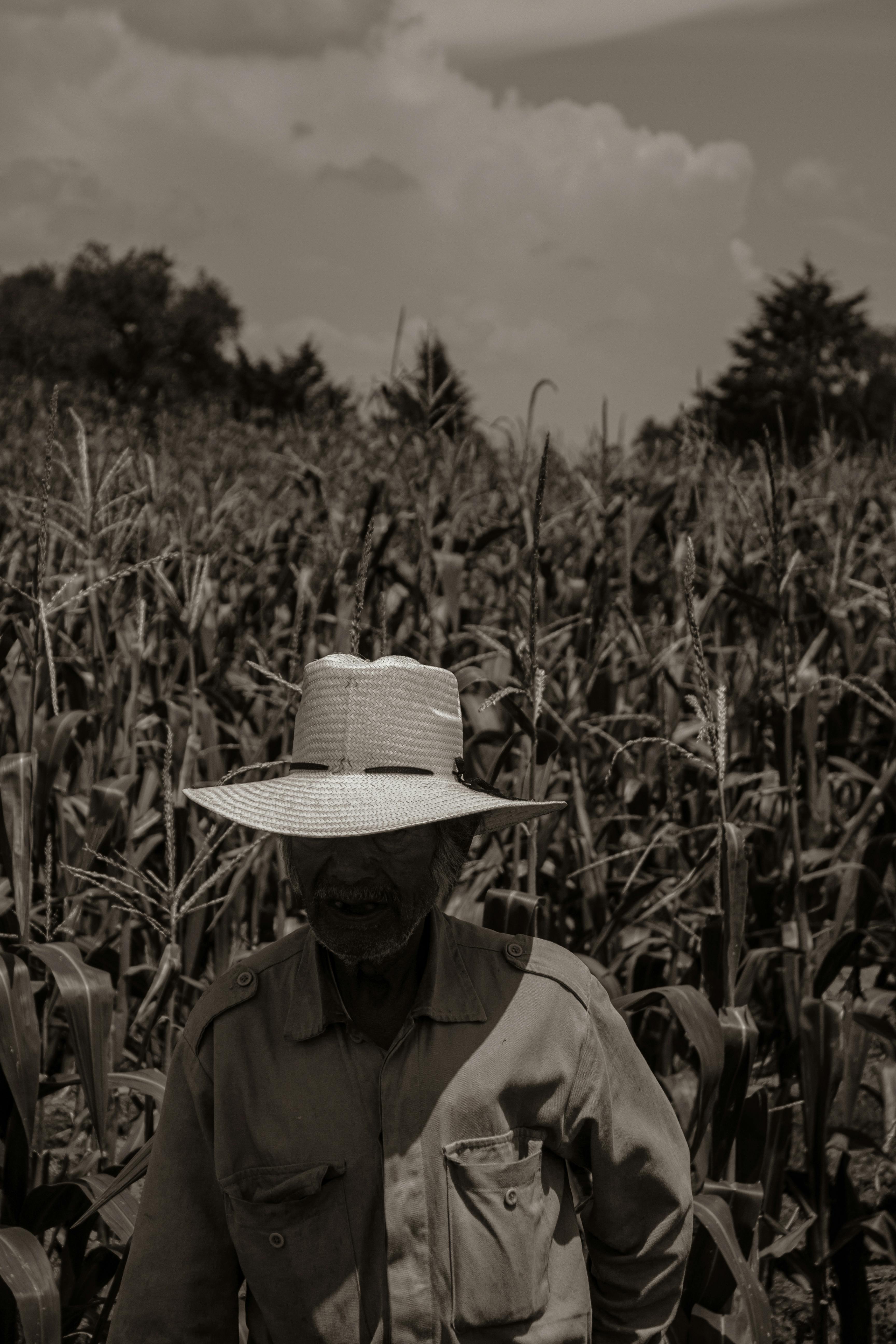 Traditional milpa farming system in Mexico